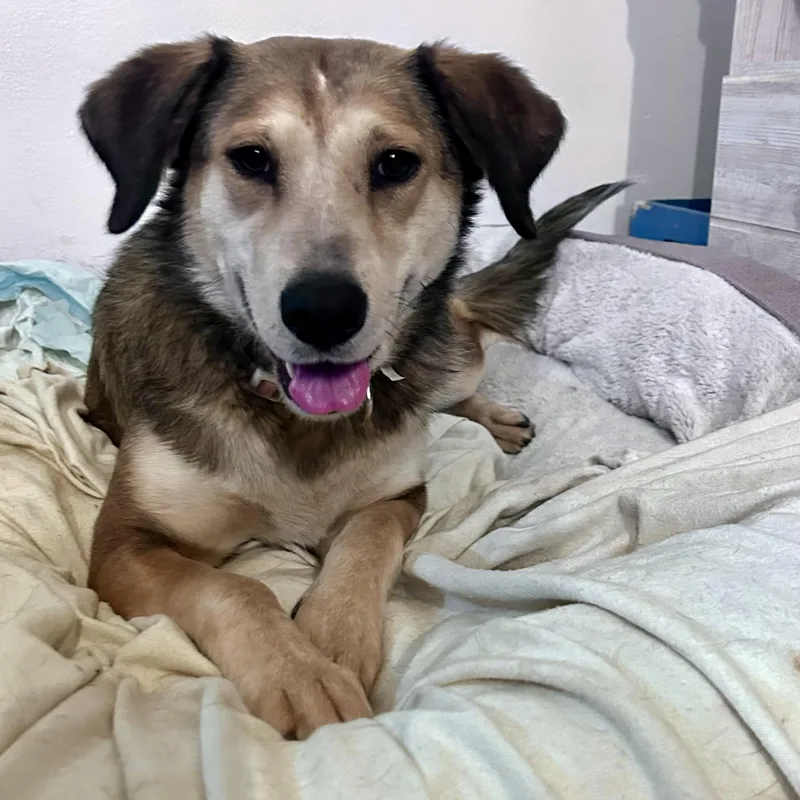 Starfruit thumbnail 5