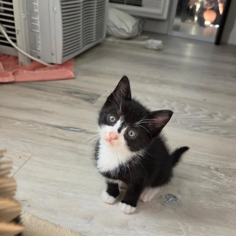 A baby medium-sized male Black & White / Tuxedo Domestic Short Hair cat named Ridoc for adoption in Moriches, NY