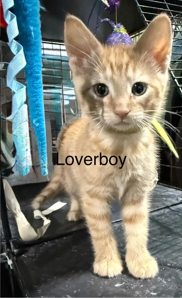 A baby medium-sized male Domestic Short Hair cat named Loverboy for adoption in Johnson City, TN