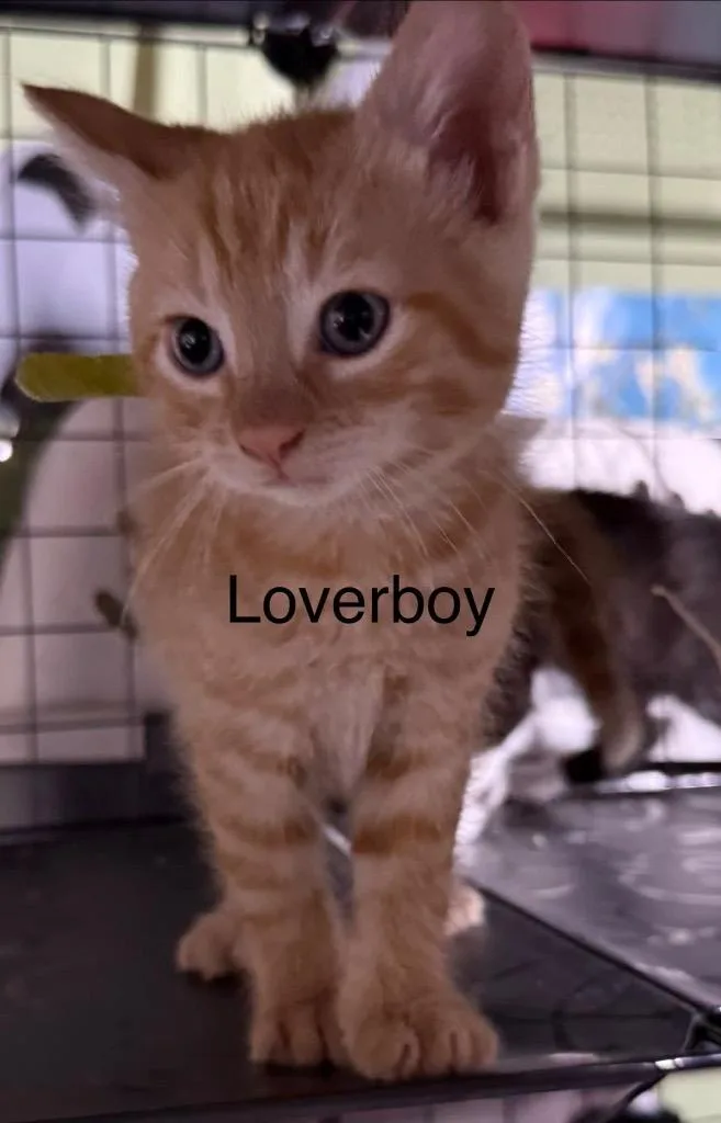 Loverboy thumbnail 4