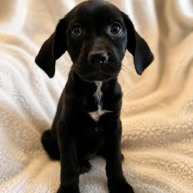 A baby medium-sized female Black Labrador Retriever dog named Java for adoption in Kissimmee, FL