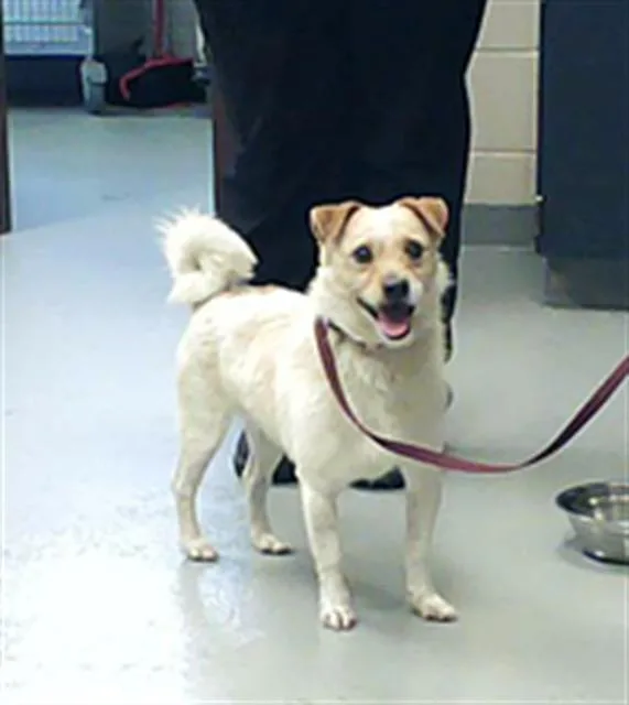 A young small-sized male Norfolk Terrier dog named A for adoption in Fayetteville, NC