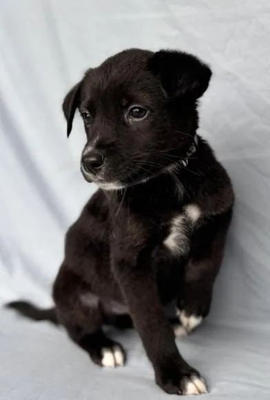 A baby medium-sized female Black German Shepherd Dog dog named Sally for adoption in Liverpool, TX