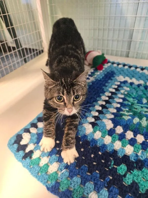 An adult medium-sized female Domestic Short Hair cat named Fable for adoption in Cortland, NY