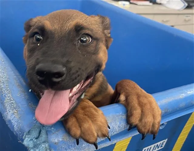 A baby medium-sized female Mixed Breed dog named Willow for adoption in Dallas, TX