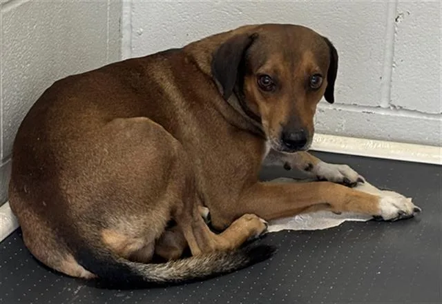 A young medium-sized male Rhodesian Ridgeback dog named Benjamin for adoption in Rosenberg, TX