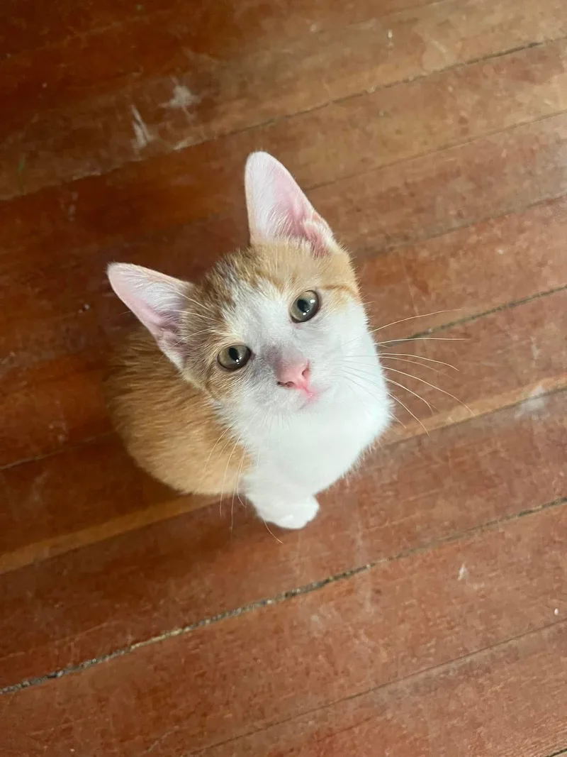 A baby medium-sized male Domestic Short Hair cat named Ducky for adoption in Sioux Falls, SD