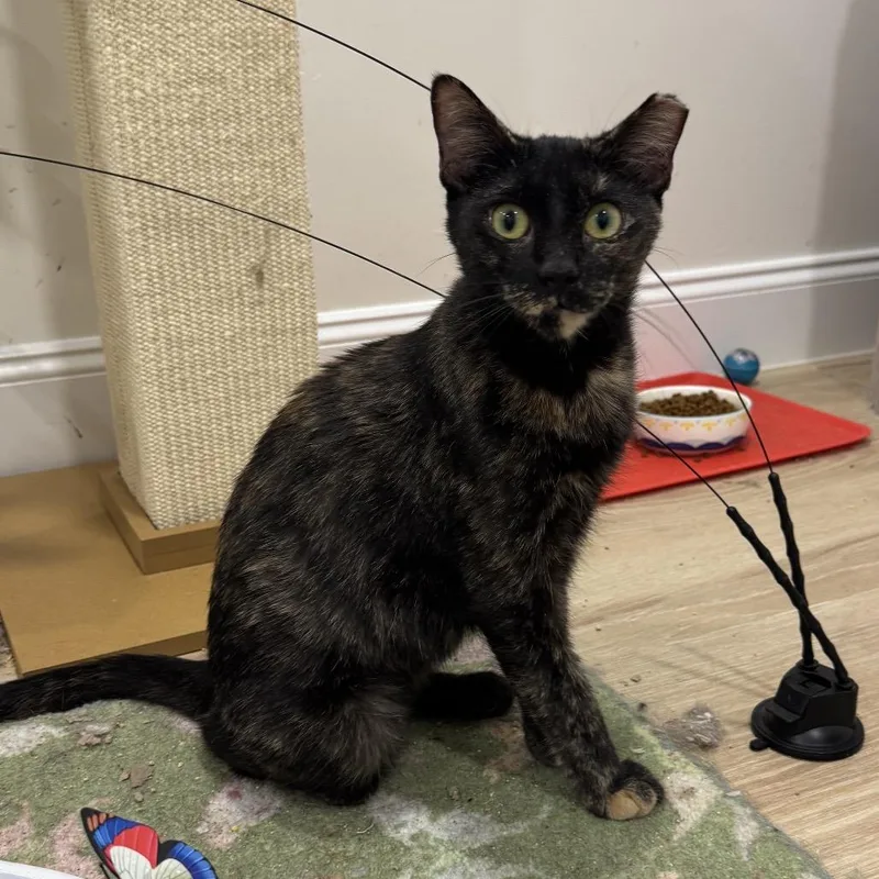 A young medium-sized female Tortoiseshell Domestic Short Hair cat named Tula for adoption in Boston, MA