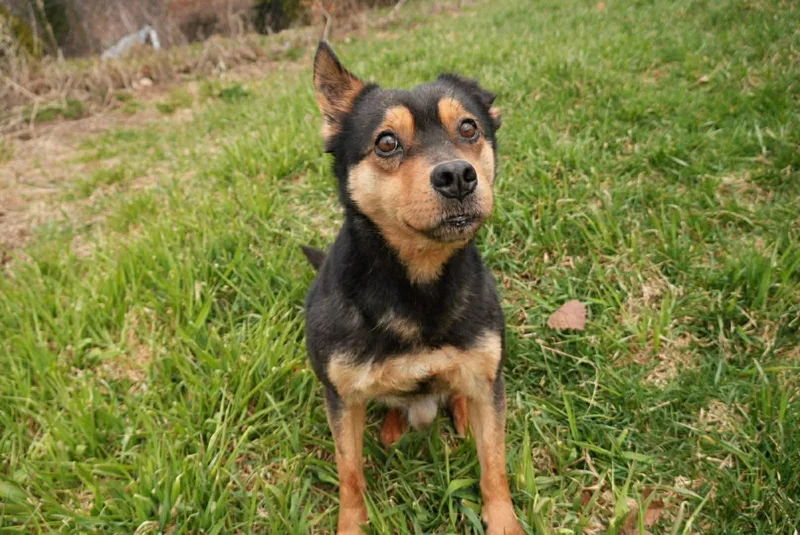 An adult medium-sized male Bicolor Labrador Retriever dog named Sammy for adoption in Columbia, MD