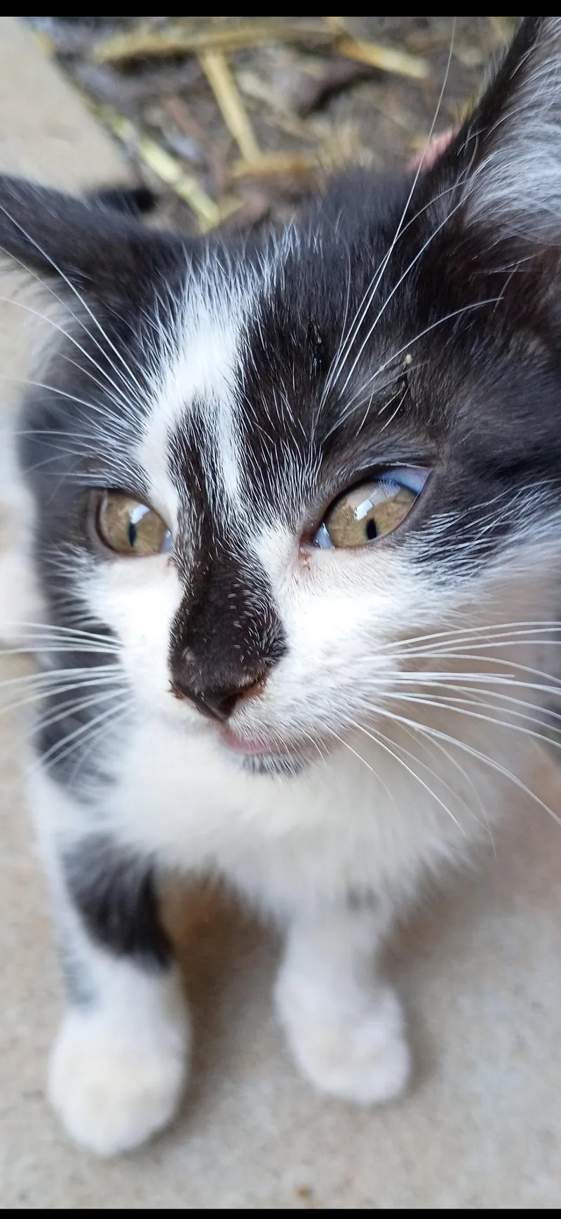 A baby medium-sized female American Shorthair cat named Mabel for adoption in Marvin, NC