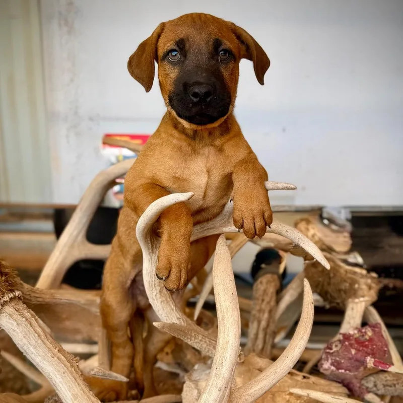 A baby medium-sized male Mixed Breed dog named Loki for adoption in Pearsall, TX