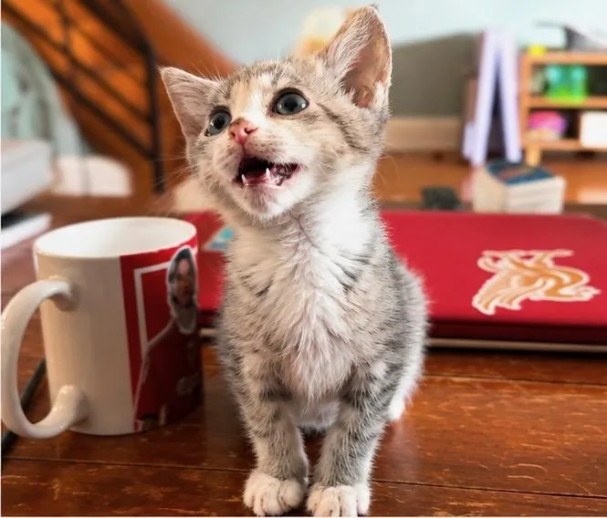 A baby medium-sized female Domestic Short Hair cat named Shenandoah for adoption in Haddon Heights, NJ