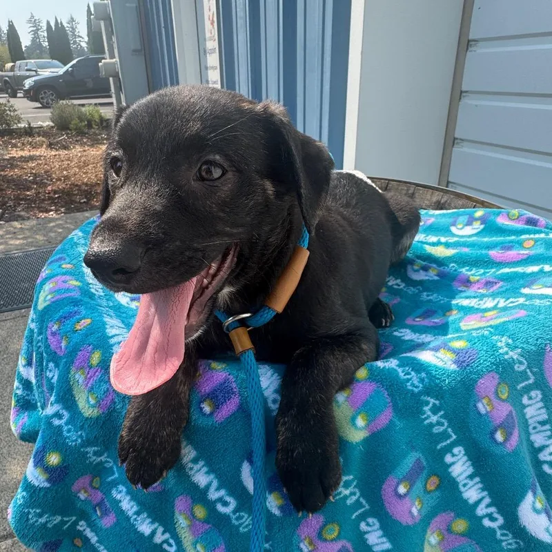 A baby small-sized male Black Pit Bull Terrier dog named Elvis for adoption in Newberg, OR