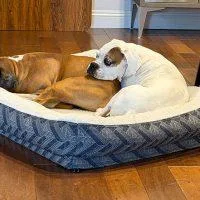 A senior large-sized male Tricolor (Brown, Black, & White) Boxer dog named Oscar for adoption in Davis, CA