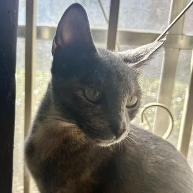 A young medium-sized female Dilute Tortoiseshell Domestic Short Hair cat named Zoe for adoption in Liverpool, TX