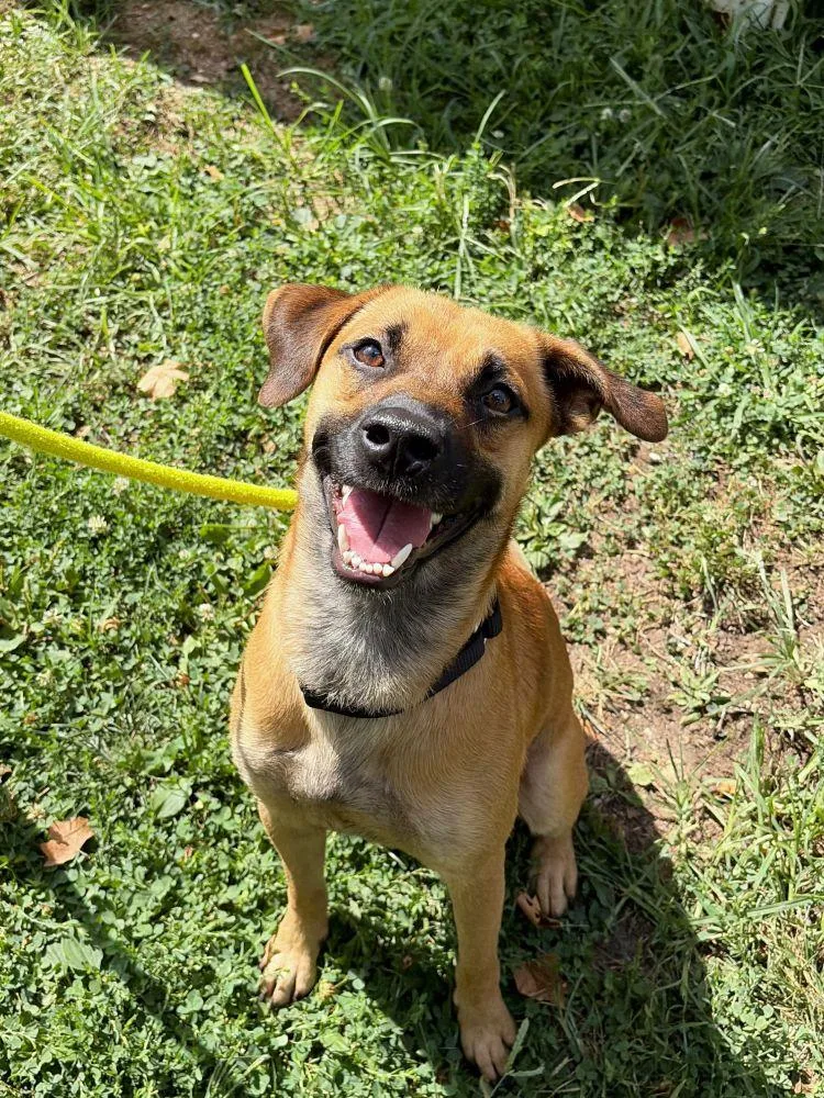 A young medium-sized male Yellow / Tan / Blond / Fawn Mixed Breed dog named Skip for adoption in Alexandria, VA