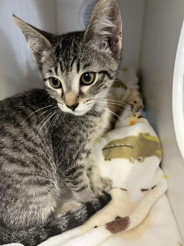A baby small-sized female Domestic Short Hair cat named Alexandria for adoption in Escondido, CA