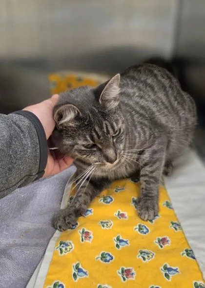 A young medium-sized female Domestic Short Hair cat named Erin for adoption in Westland, MI
