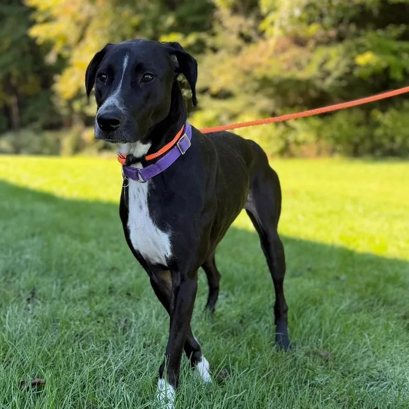An adult large-sized female Greyhound dog named Mya for adoption in Pittsford, VT