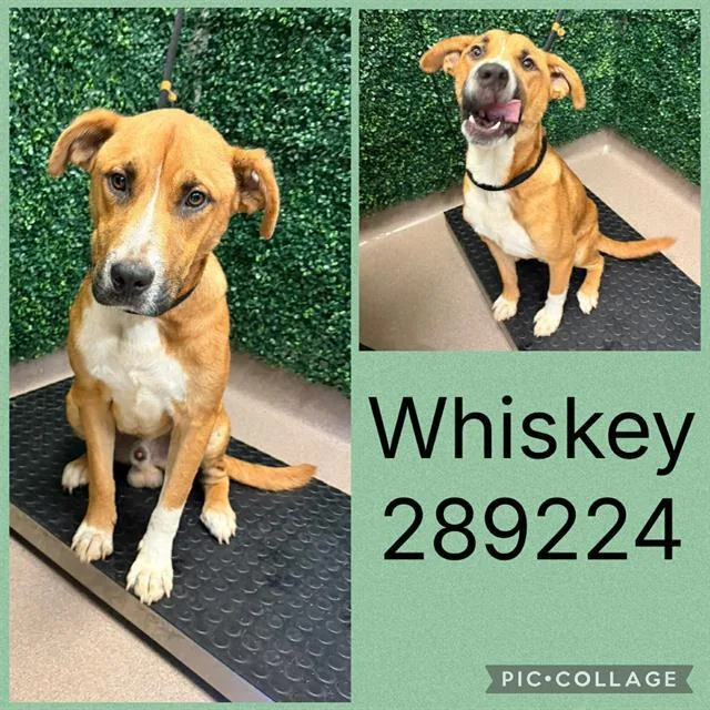 A young medium-sized male Mixed Breed dog named Whiskey for adoption in Macon, GA