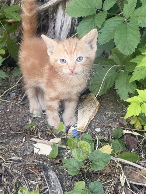 A baby small-sized male Domestic Short Hair cat named Theori for adoption in Dallas, TX