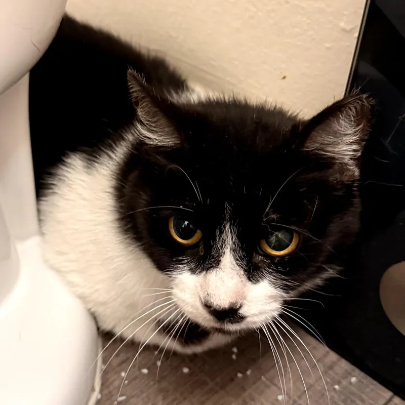 A young medium-sized female Black American Shorthair cat named Aspen for adoption in Long Beach, CA