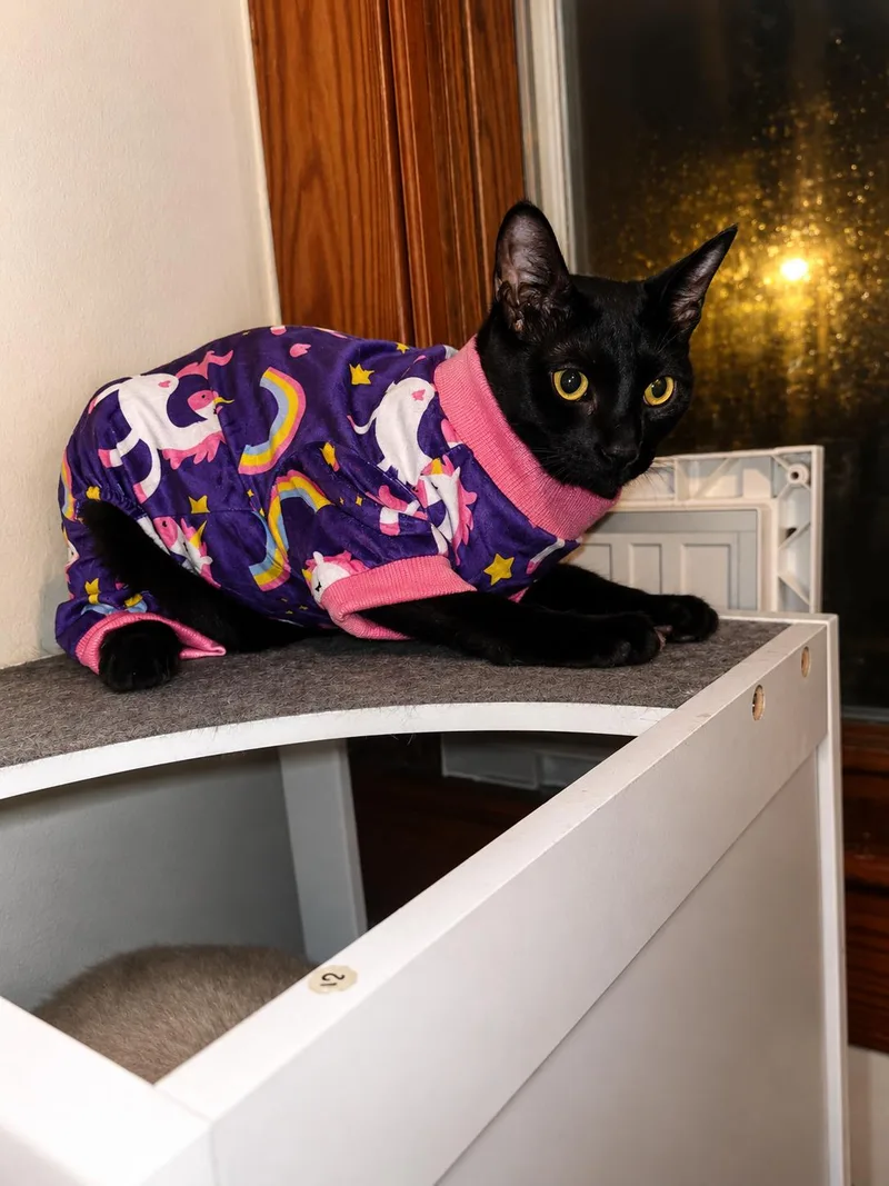 An adult medium-sized male Black Domestic Short Hair cat named Todd for adoption in Akron, OH