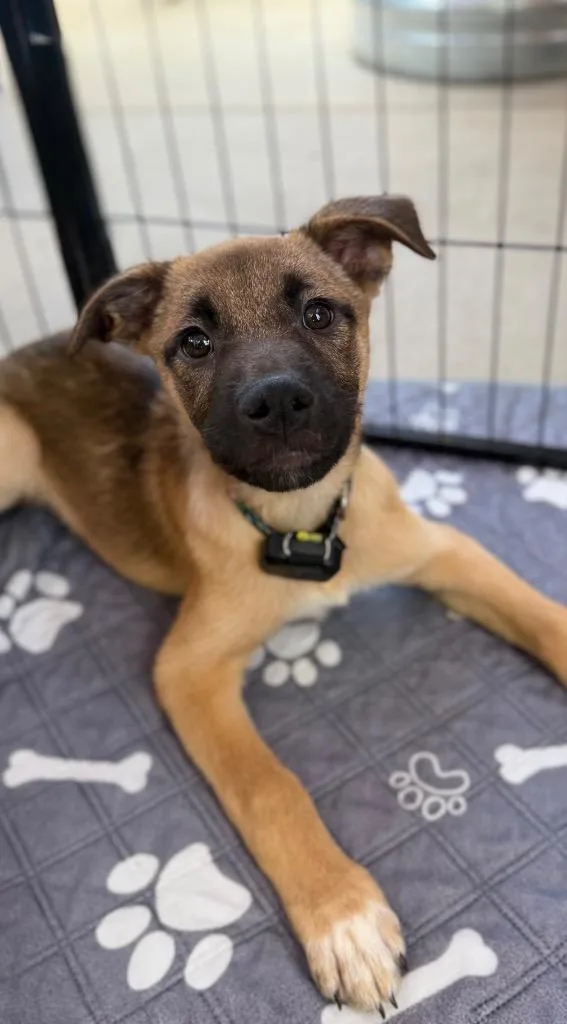 A baby medium-sized female Shepherd dog named Poppy Blue for adoption in Fort Lupton, CO