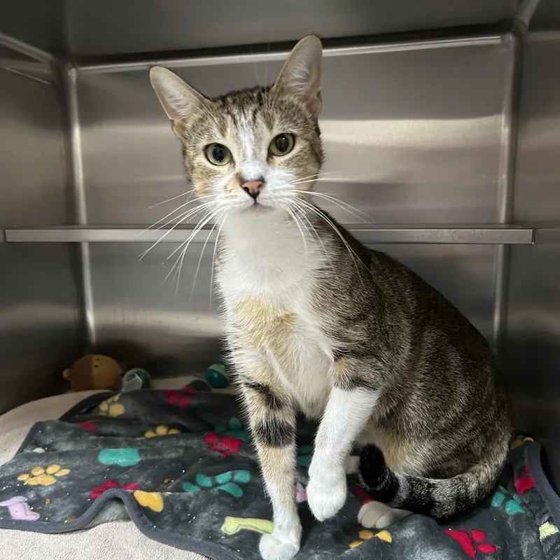 An adult medium-sized female Buff / Tan / Fawn Domestic Short Hair cat named Heaven for adoption in Middleburg, FL