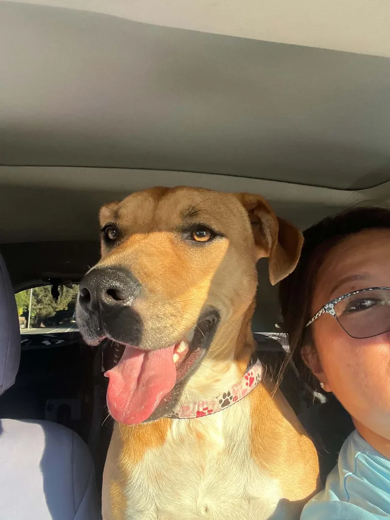 A young medium-sized female Red / Chestnut / Orange American Staffordshire Terrier dog named Mila for adoption in Lafayette, CA