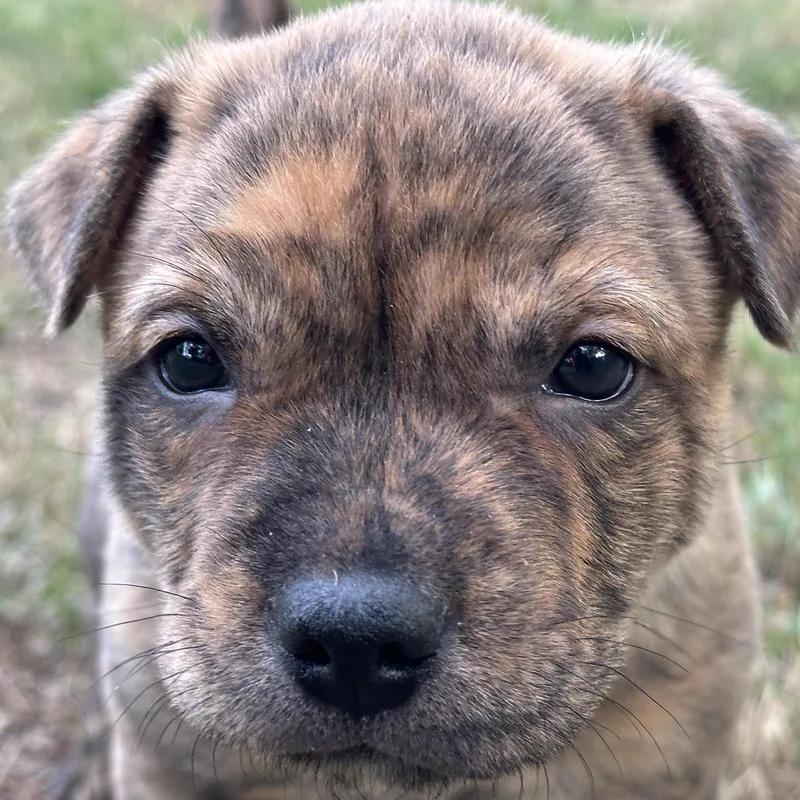 A baby medium-sized male Brindle Mixed Breed dog named Peanut for adoption in Tunica, MS