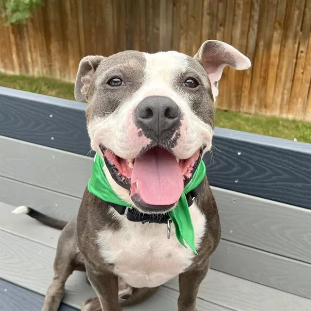 An adult large-sized male American Staffordshire Terrier dog named Zane for adoption in San Antonio, TX