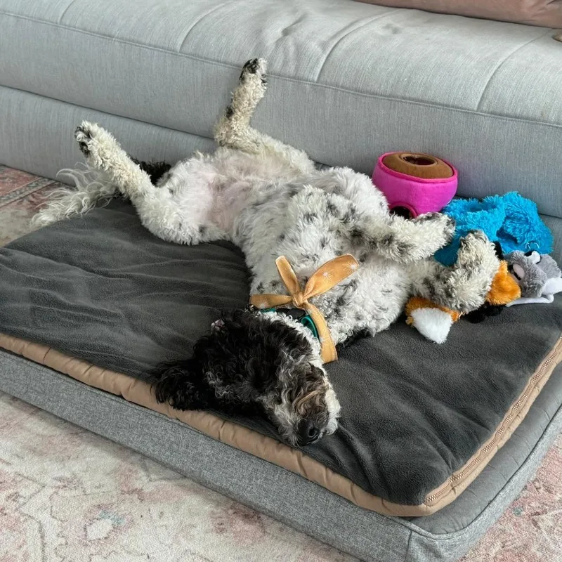 Bella