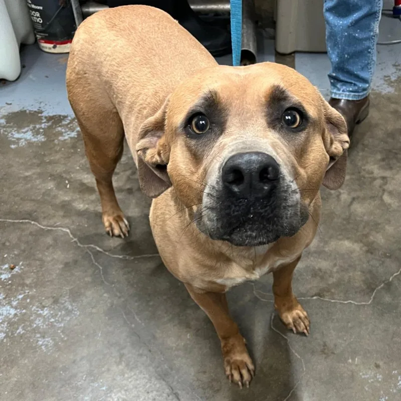 A young large-sized female Mixed Breed dog named Inga for adoption in Ocala, FL