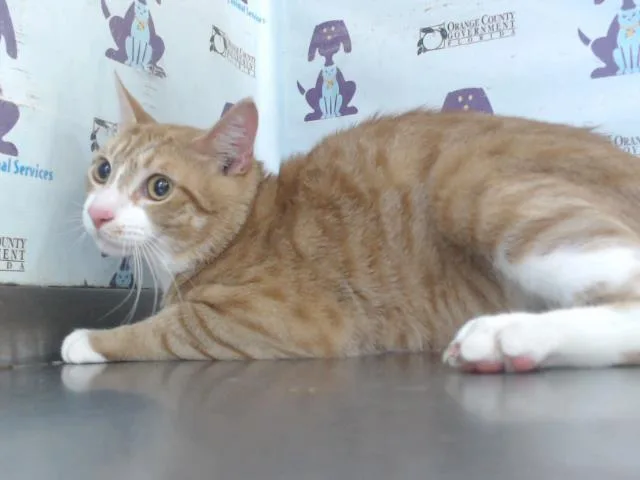 Cheddar