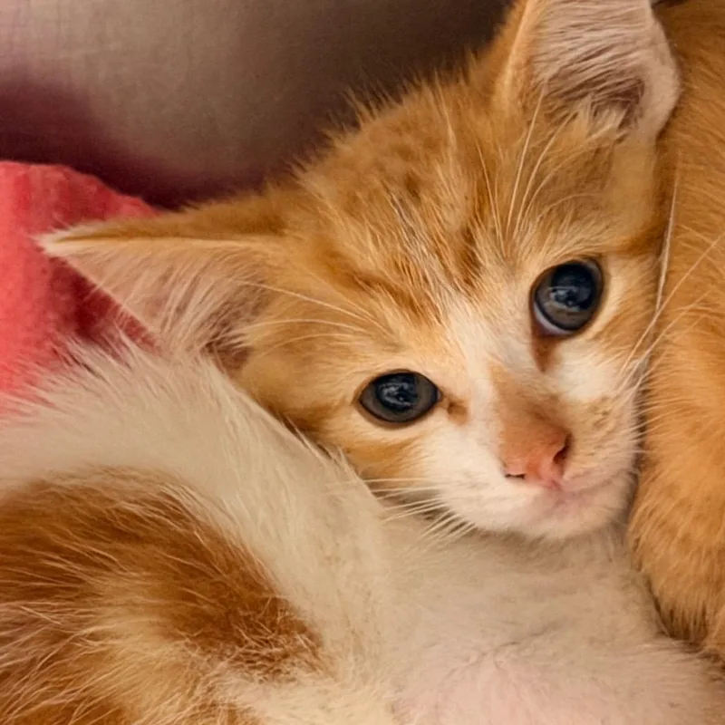A baby medium-sized male Orange & White Domestic Short Hair cat named Fred for adoption in Corydon, IN
