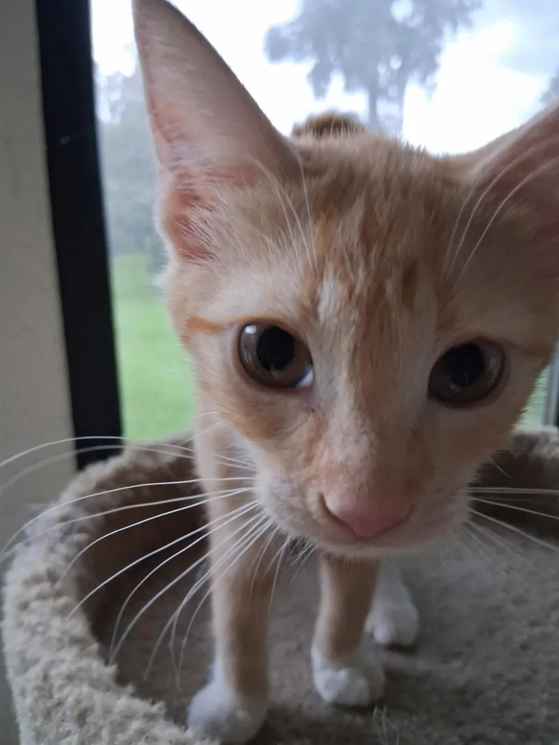 A baby medium-sized female Orange & White Domestic Short Hair cat named Orange Peel for adoption in Oviedo, FL