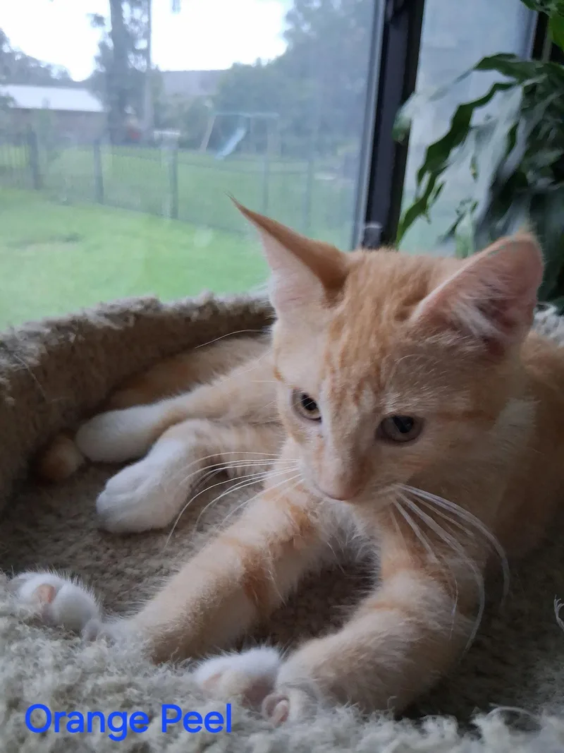 Orange Peel thumbnail 2