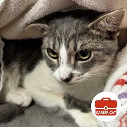 A young small-sized male Domestic Short Hair cat named Chill Guy for adoption in Roseville, CA