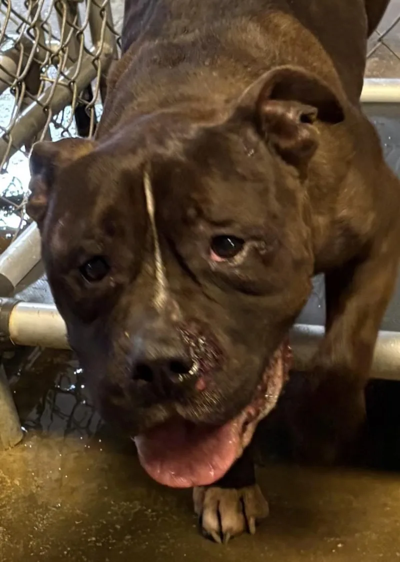 An adult medium-sized male Brown / Chocolate American Bully dog named Seymour HOLD for adoption in Canton, OH