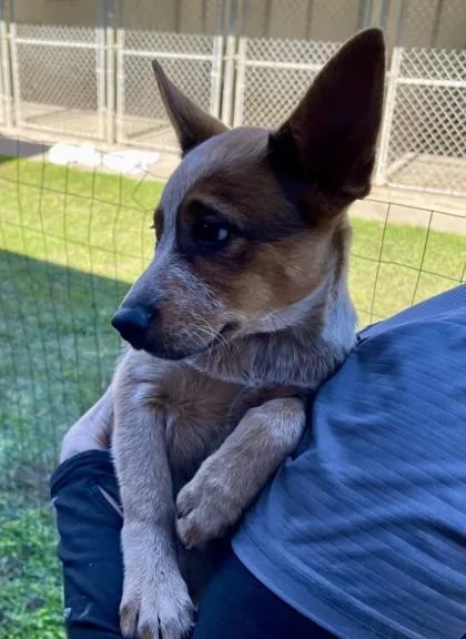 A young medium-sized female Red / Chestnut / Orange Mixed Breed dog named Theophina for adoption in Covington, LA