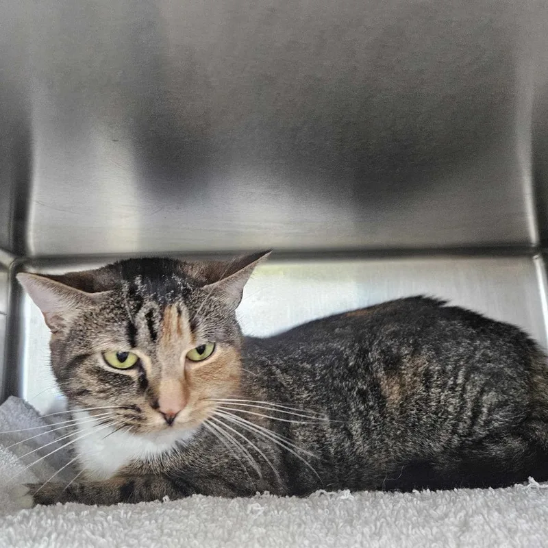 An adult medium-sized female Brown / Chocolate Domestic Short Hair cat named Lilac for adoption in Dover, NH