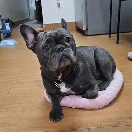 An adult medium-sized female Gray / Blue / Silver French Bulldog dog named Tara for adoption in Long Island City, NY