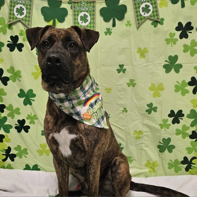 Og Rocco thumbnail 2