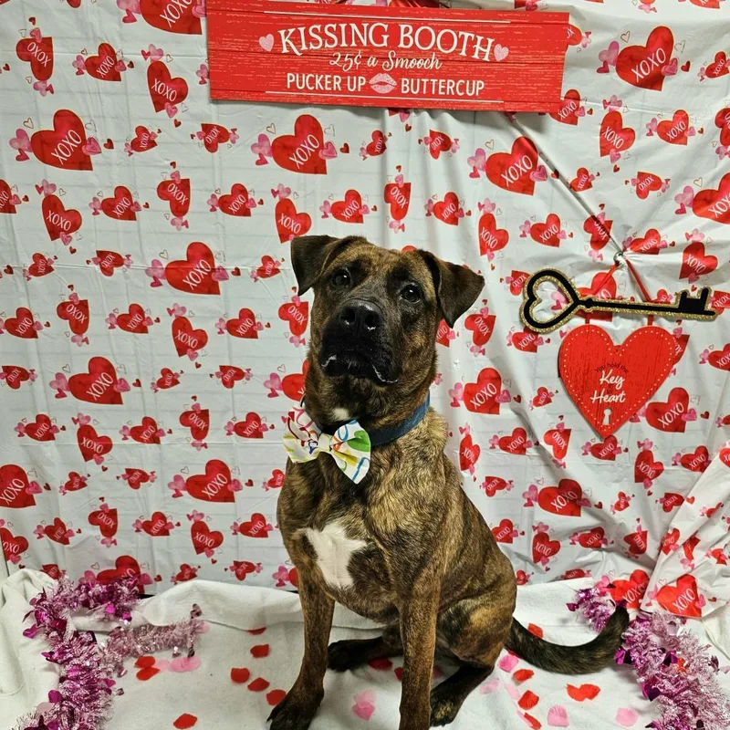 Og Rocco thumbnail 3