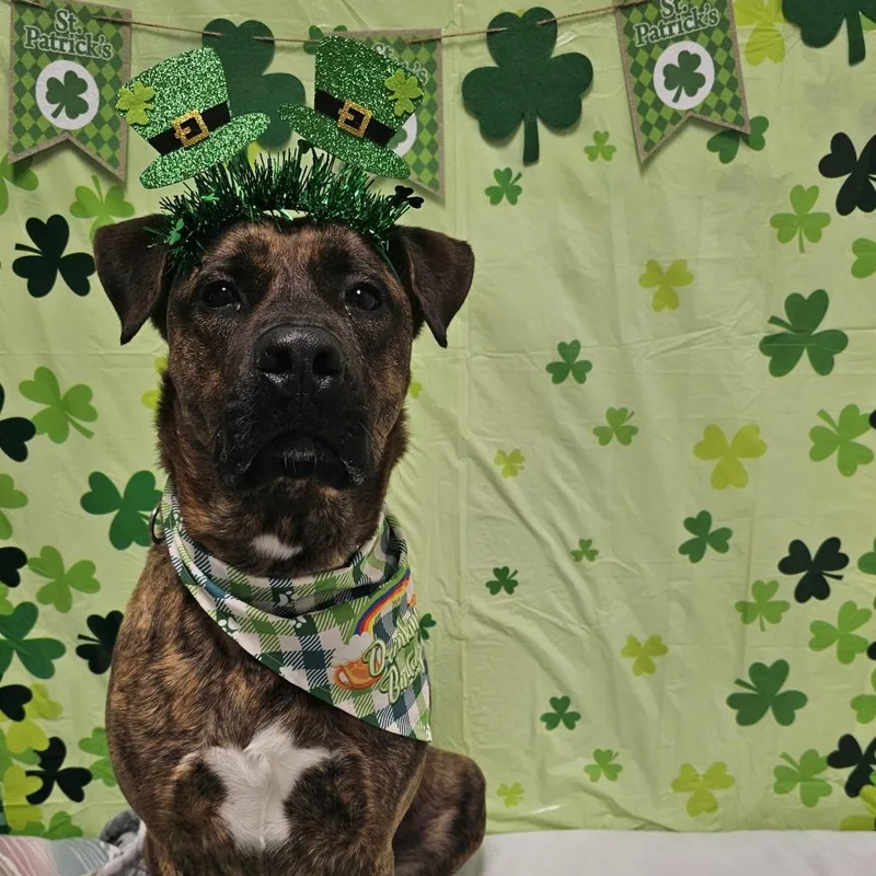 Og Rocco thumbnail 4