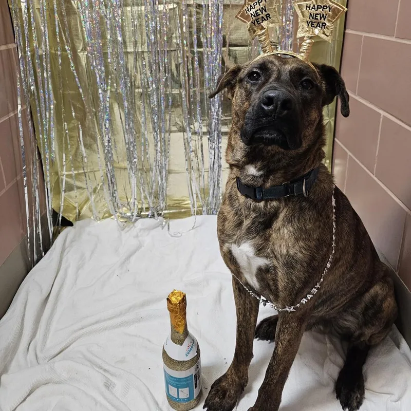 Og Rocco thumbnail 5