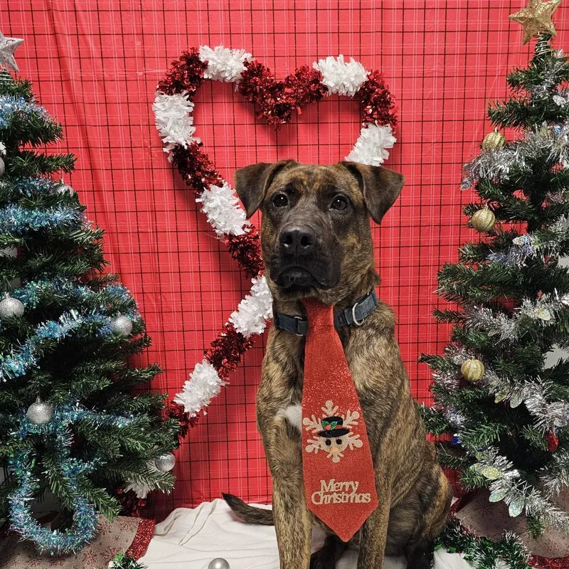 Og Rocco thumbnail 6