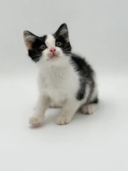 A baby small-sized female Domestic Medium Hair cat named Oak for adoption in Bridgewater, NJ