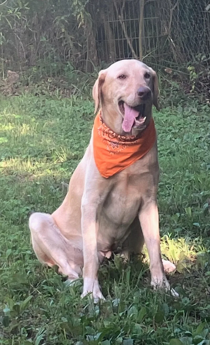 An adult large-sized male Yellow Labrador Retriever dog named Oliver for adoption in Willington, CT